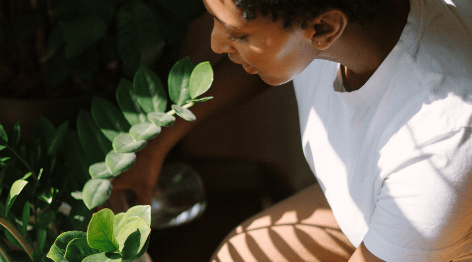 Errores Comunes en el Cuidado de las Plantas