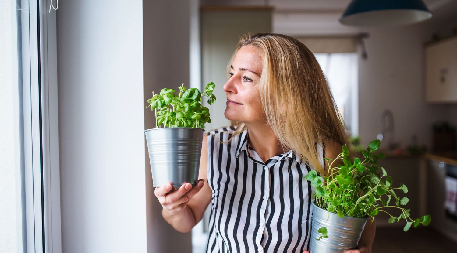 beneficios de tener plantas en tu hogar y oficina