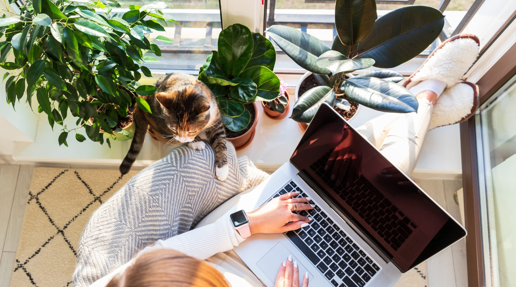 8 plantas para la oficina que mejoran tu productividad