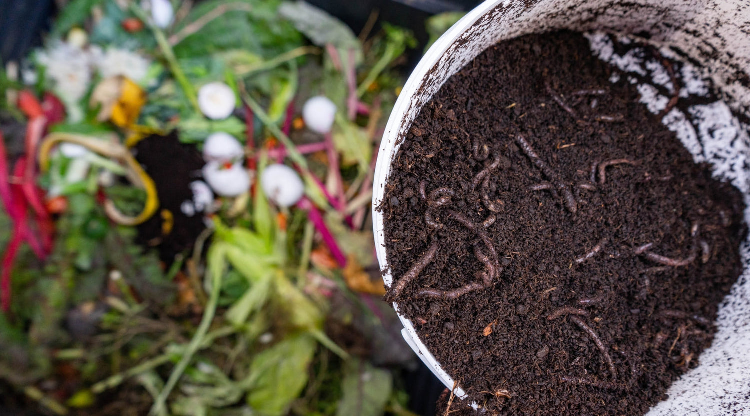 Abono orgánico casero