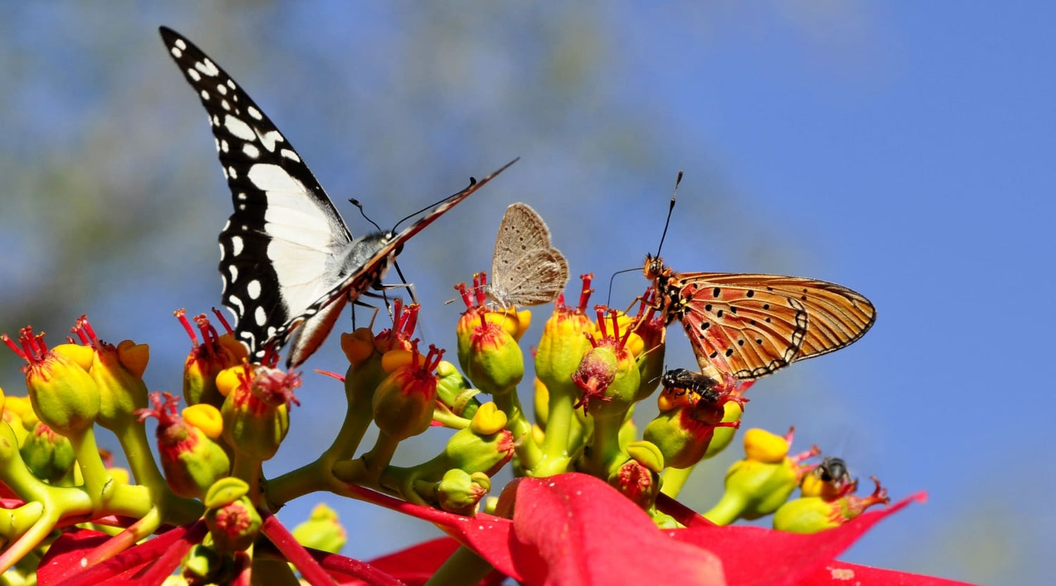 Cómo Crear un Jardín que atraiga Mariposas