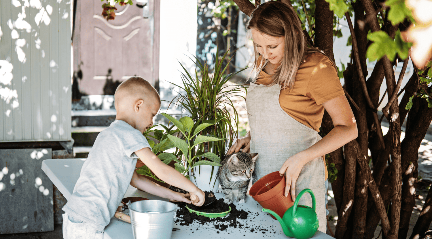 Cómo hacer que tus plantas en macetas duren más tiempo