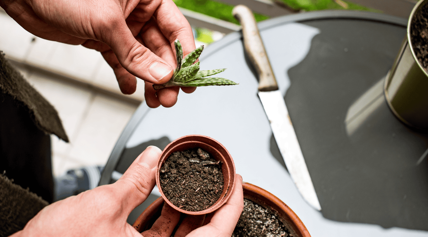 Cómo hacer tu propio jardín de suculentas en casa