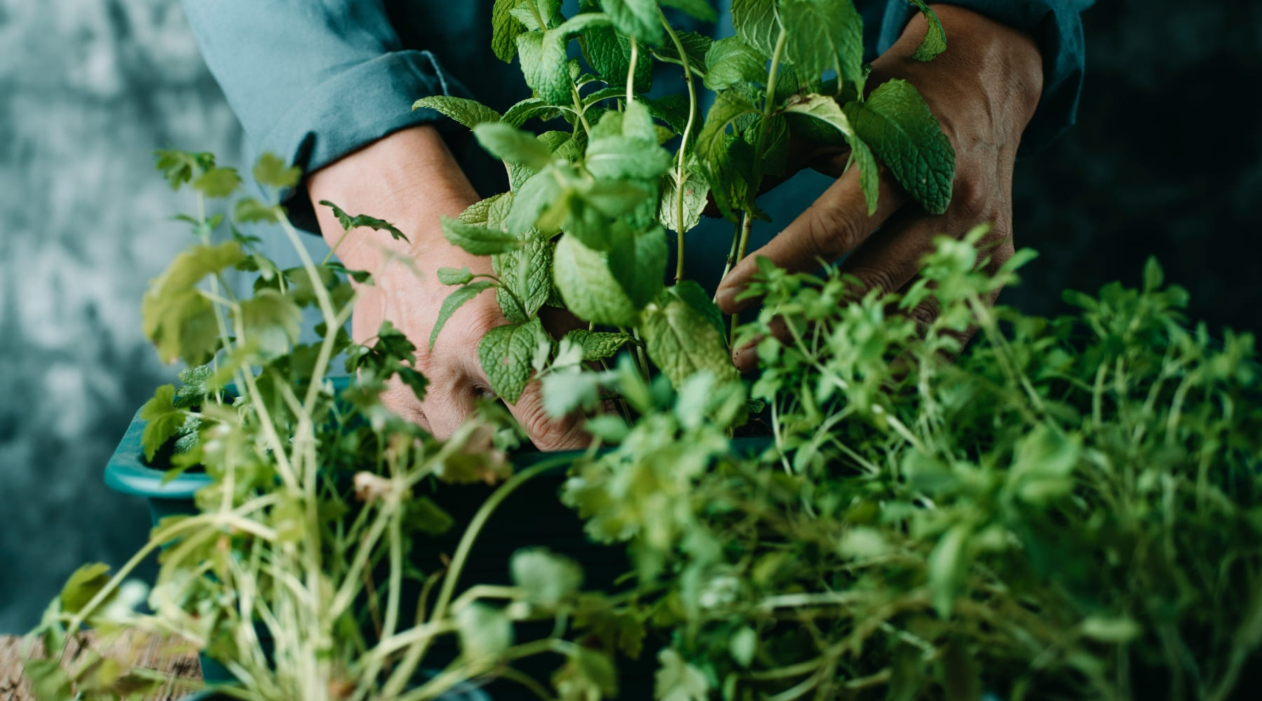 ¿Cómo hacer un jardín de hierbas en tu cocina?