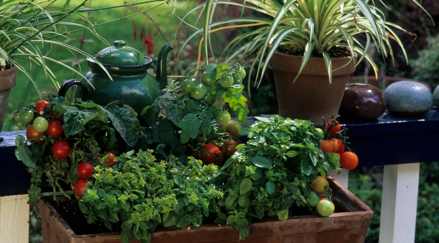 ¿Cómo tener un jardín vertical de vegetales en casa?