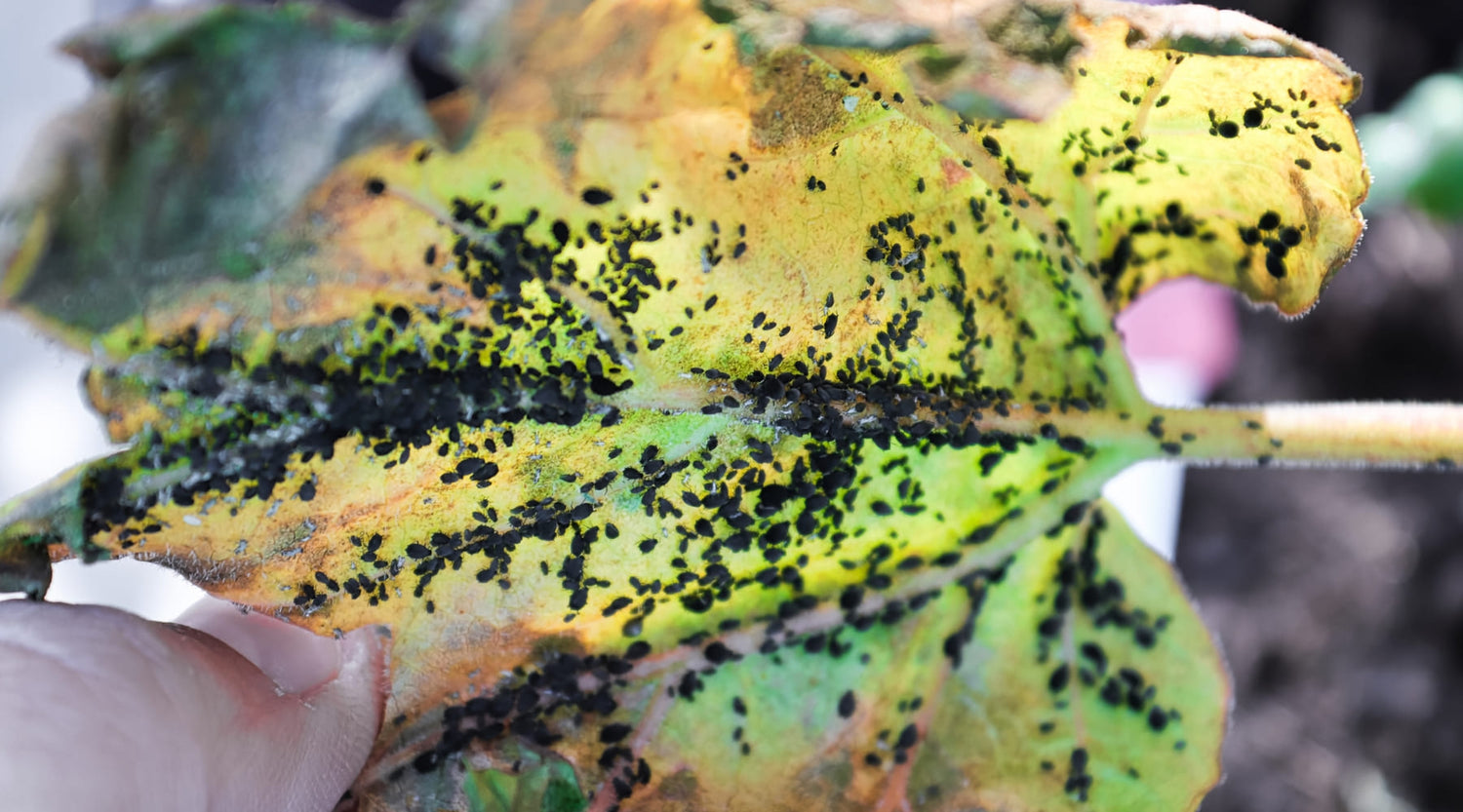 Como mantener tu jardin libre de plagas y enfermedades dañinas