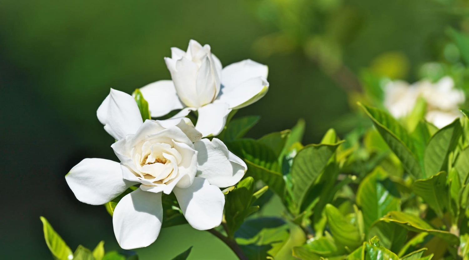 Guía de cuidados de la Gardenias