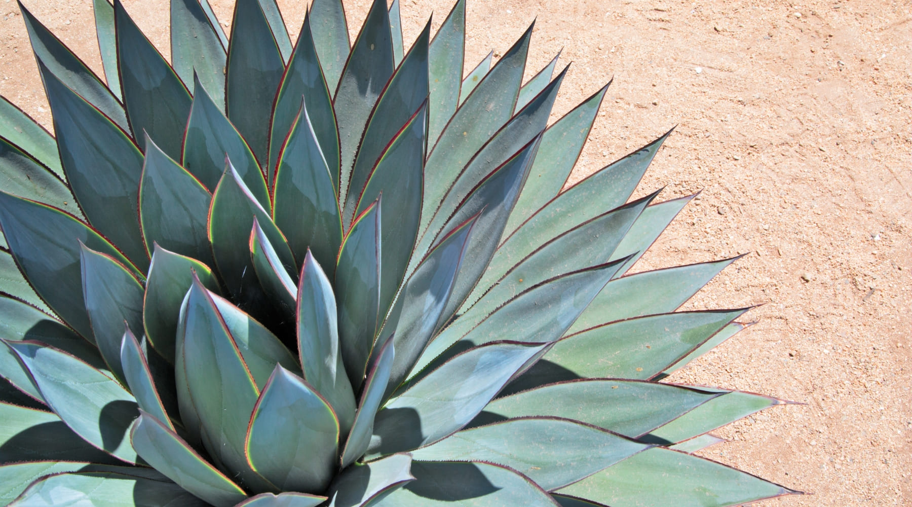 Cuidados del Agave