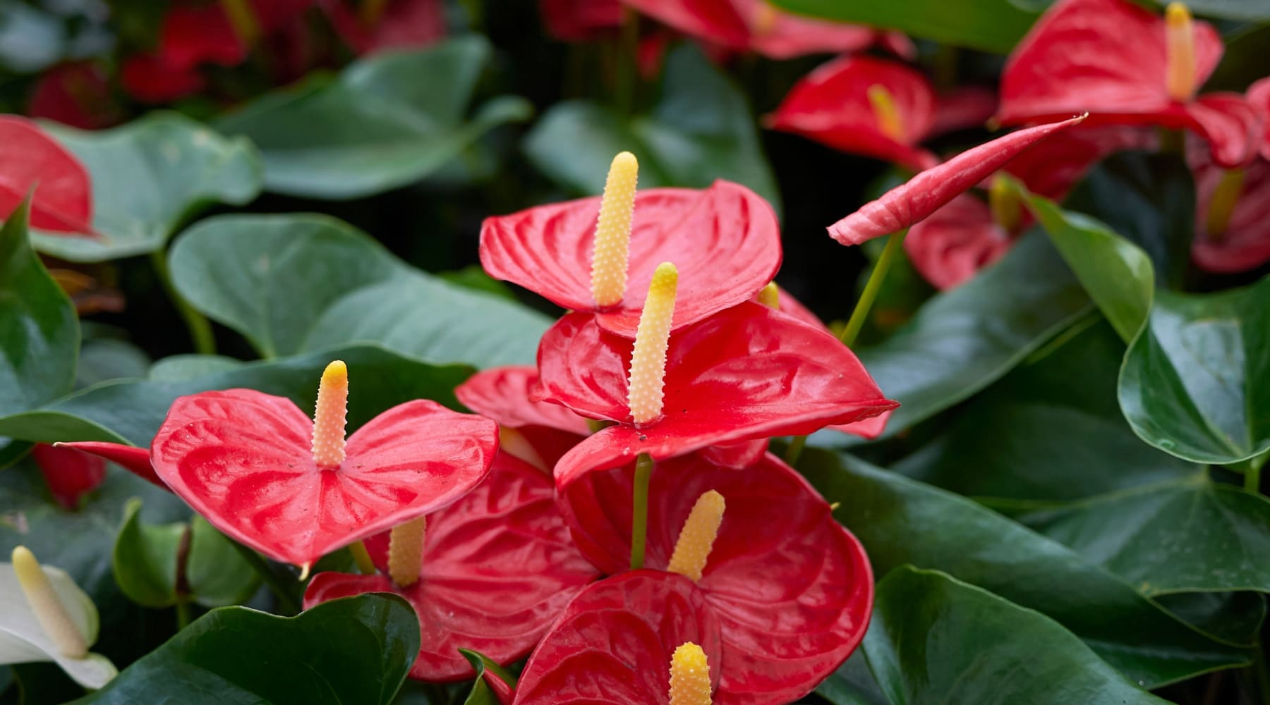 Guia de cuidados de la planta Anthurium