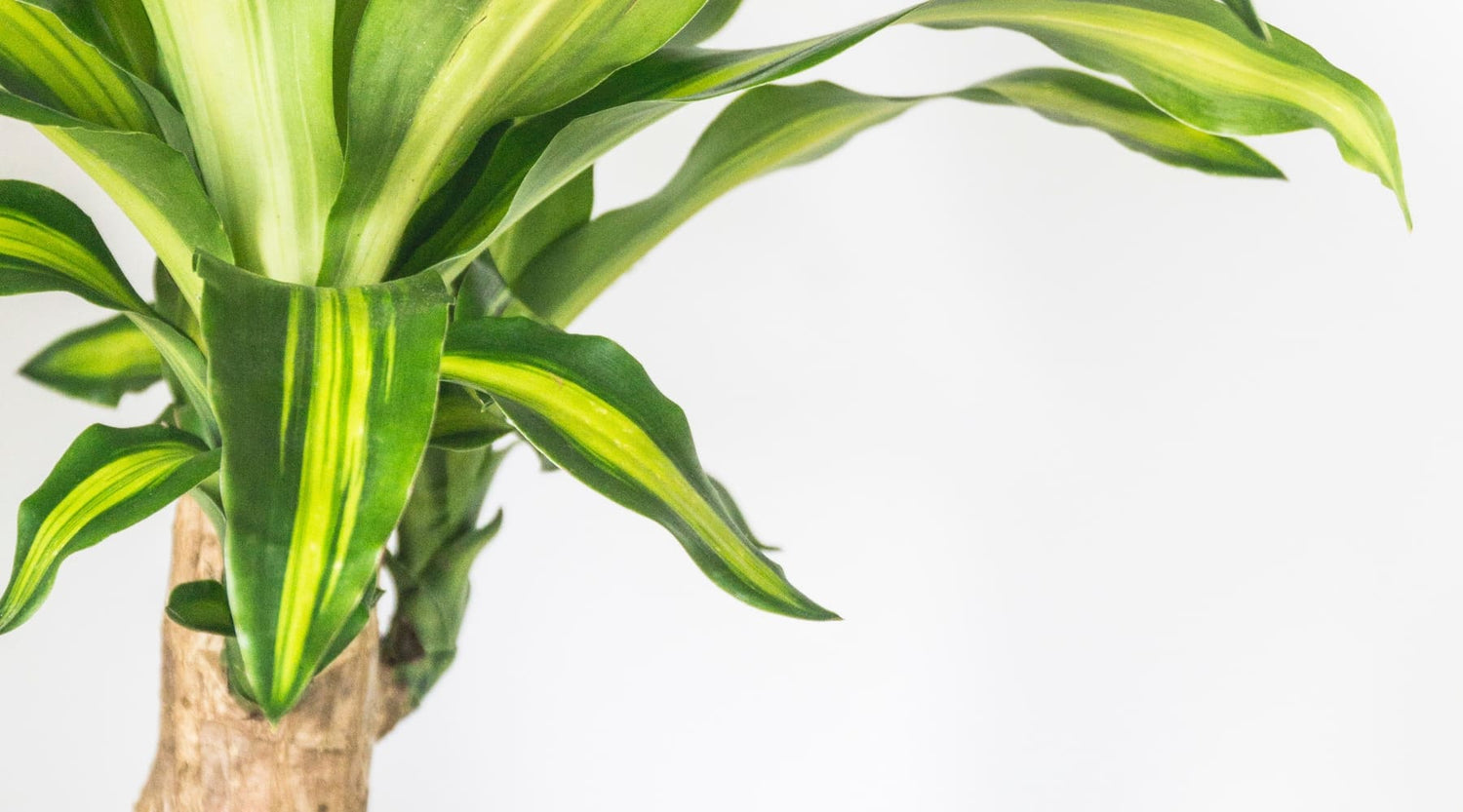 Guía de cuidados de la planta Tronco de Brasil