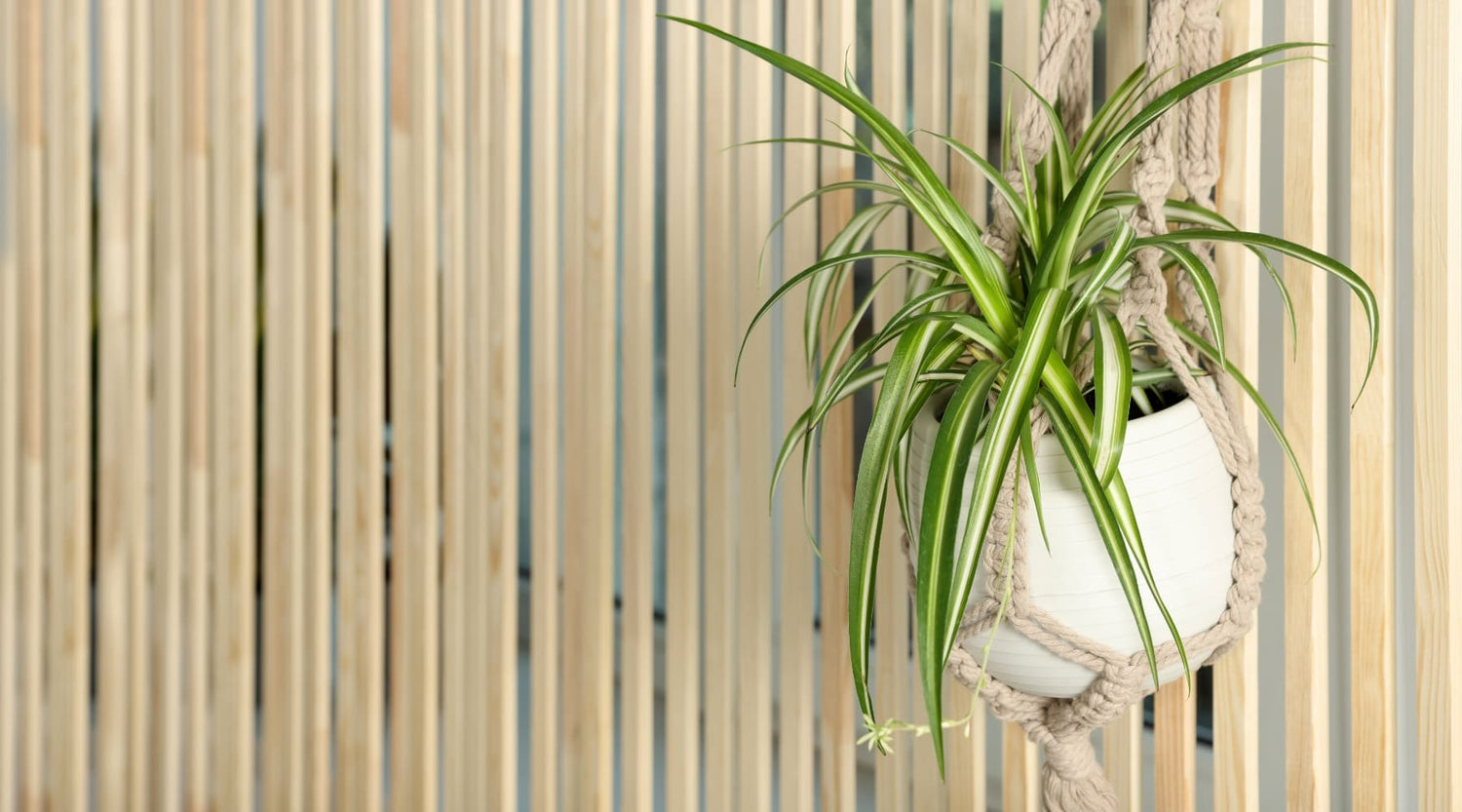 Chlorophytum comosum cuidados