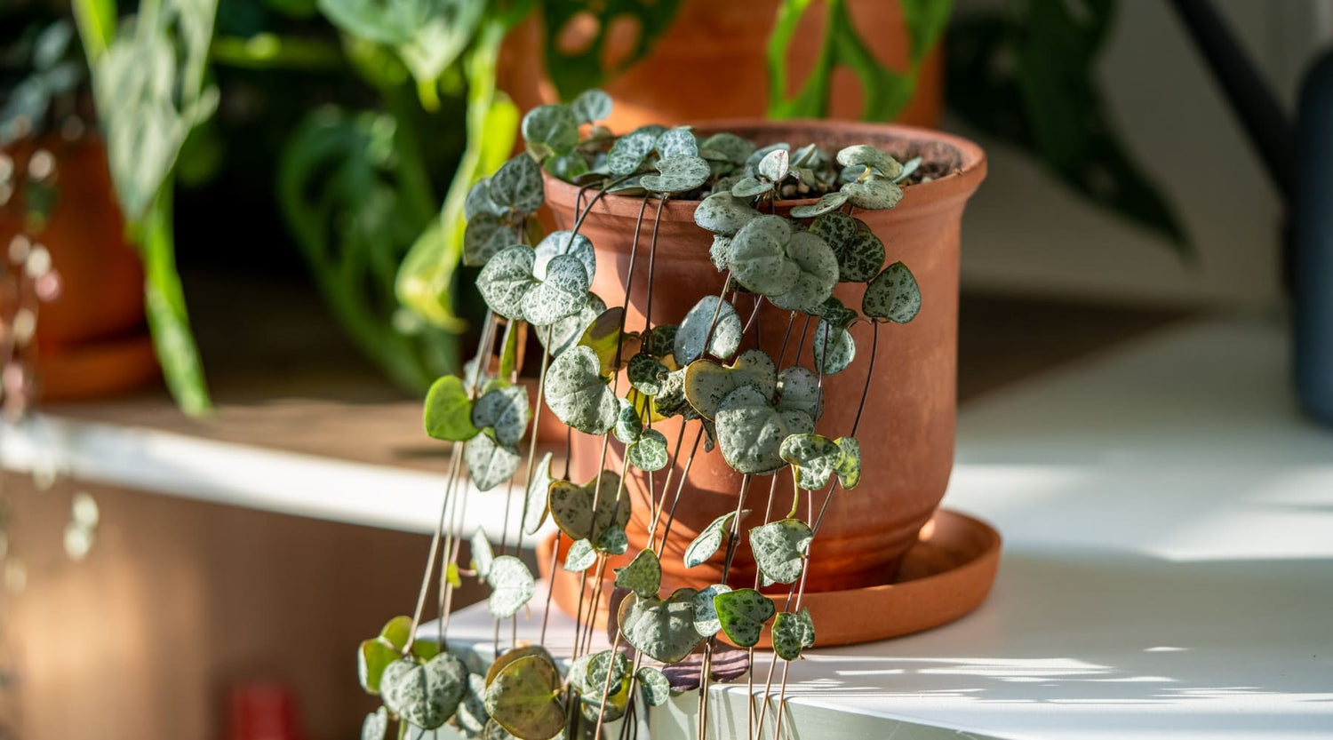Ceropegia cuidados