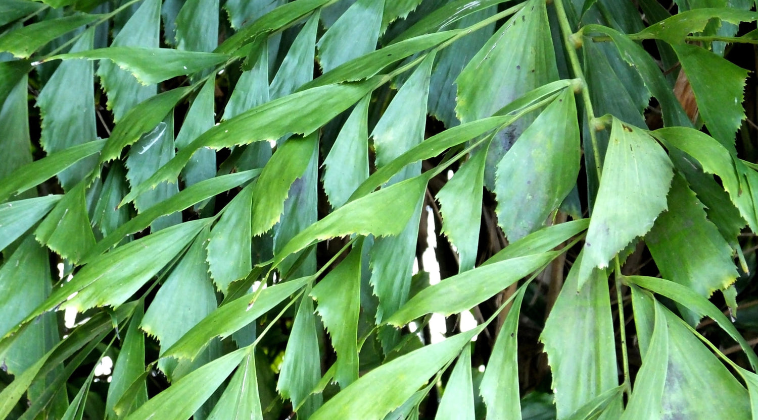 Caryota cuidados