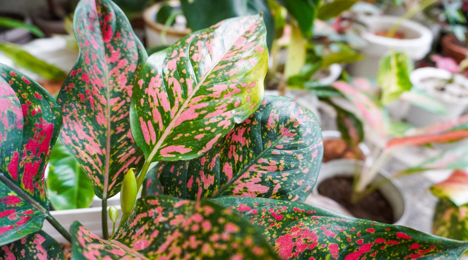 Aglaonema cuidados