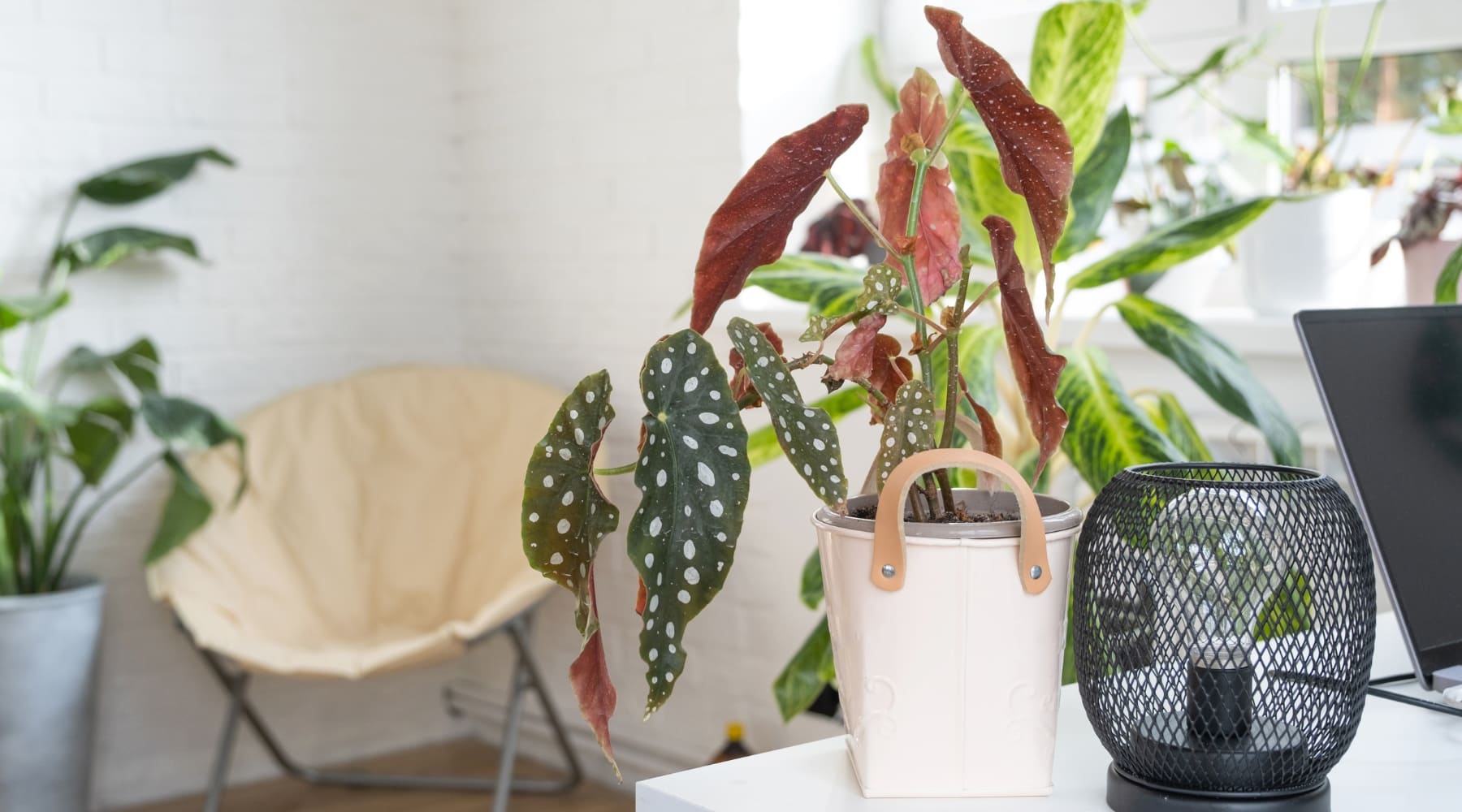 Guía de cuidados de la Begonia Maculata