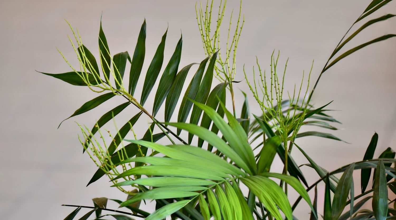 Cuidados de la Chamaedorea elegans