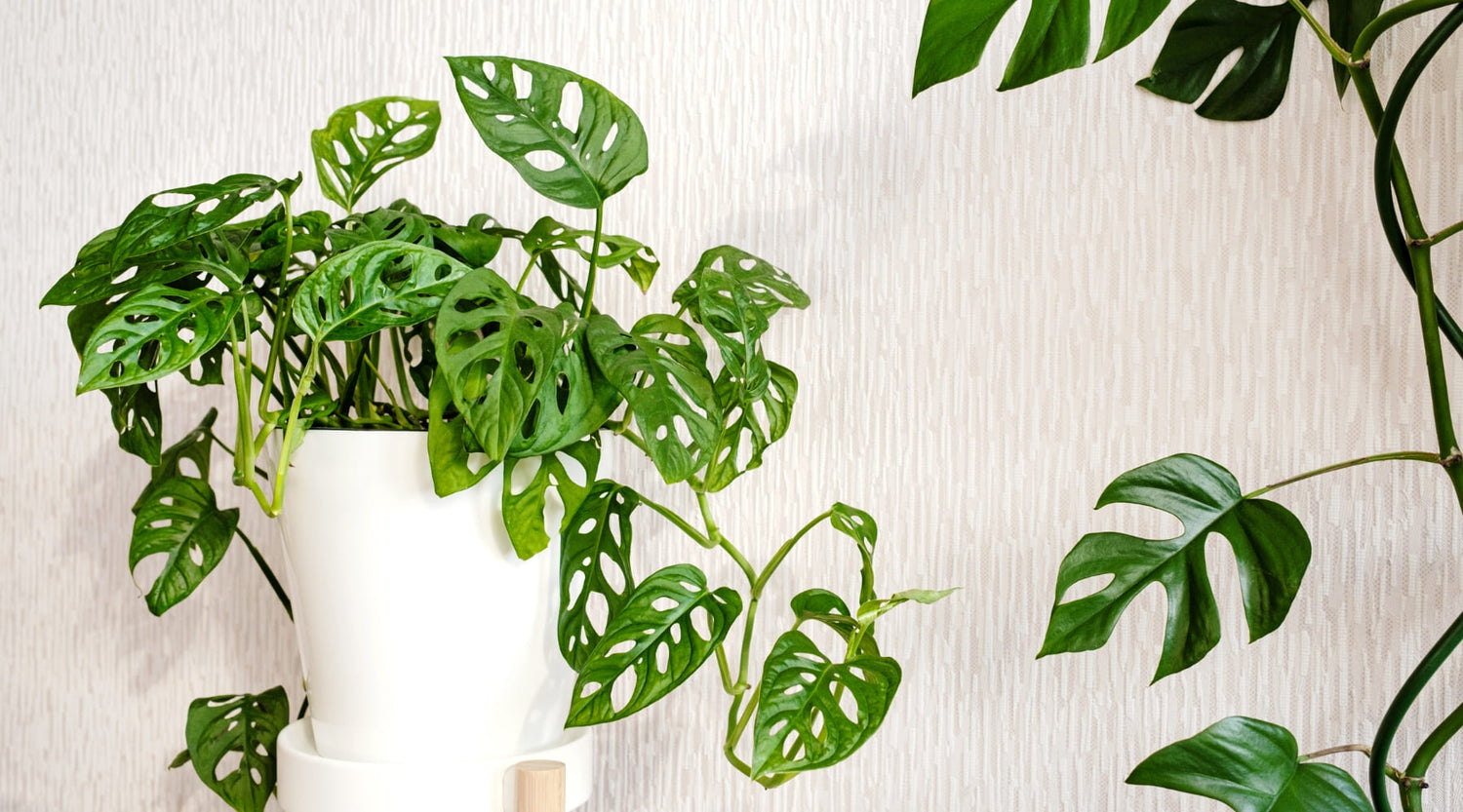 Guía de cuidados de la Monstera Adansonii