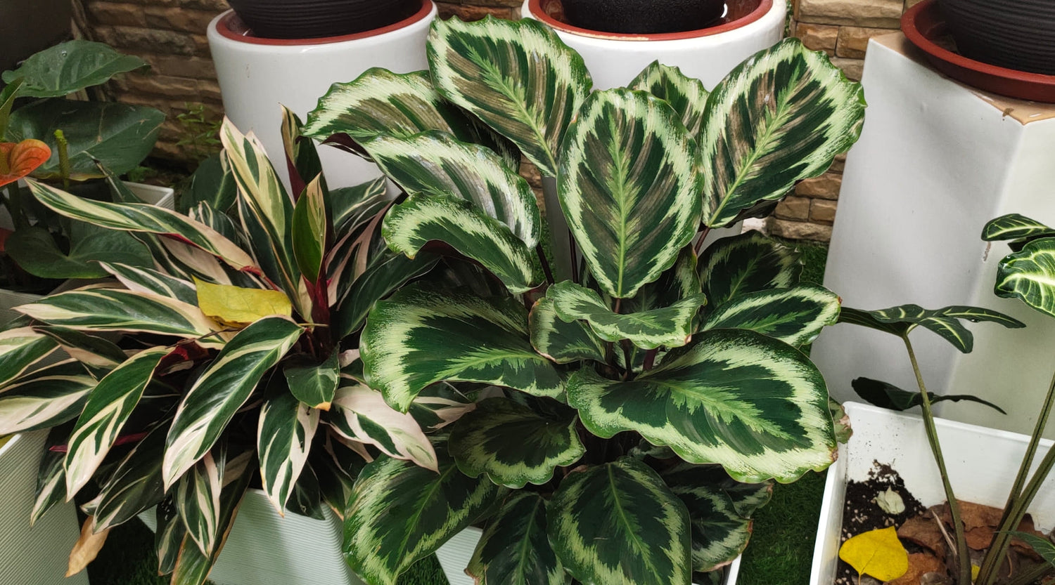 Calatheas cuidados