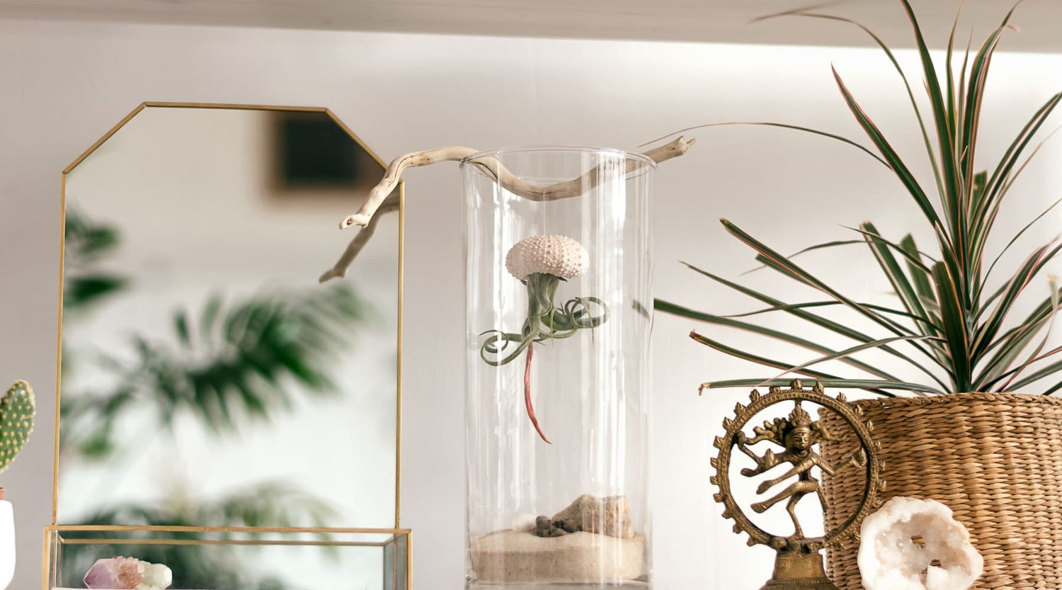 Guía de cuidados del Clavel del Aire