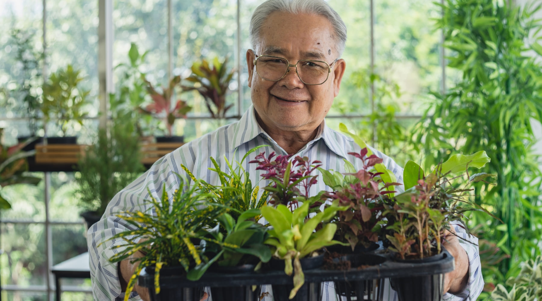 mejores plantas que purifican el aire