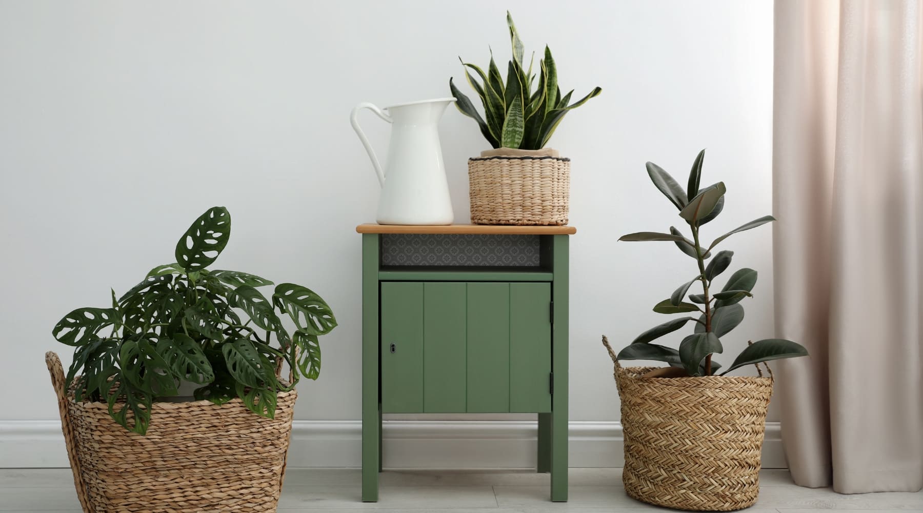 plantas exóticas para decorar