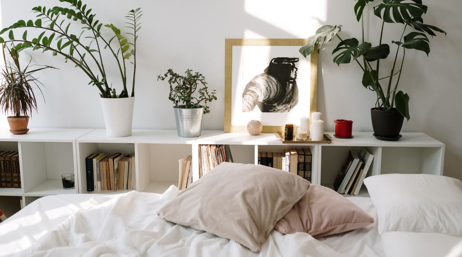 Las mejores plantas para mejorar la calidad del sueño