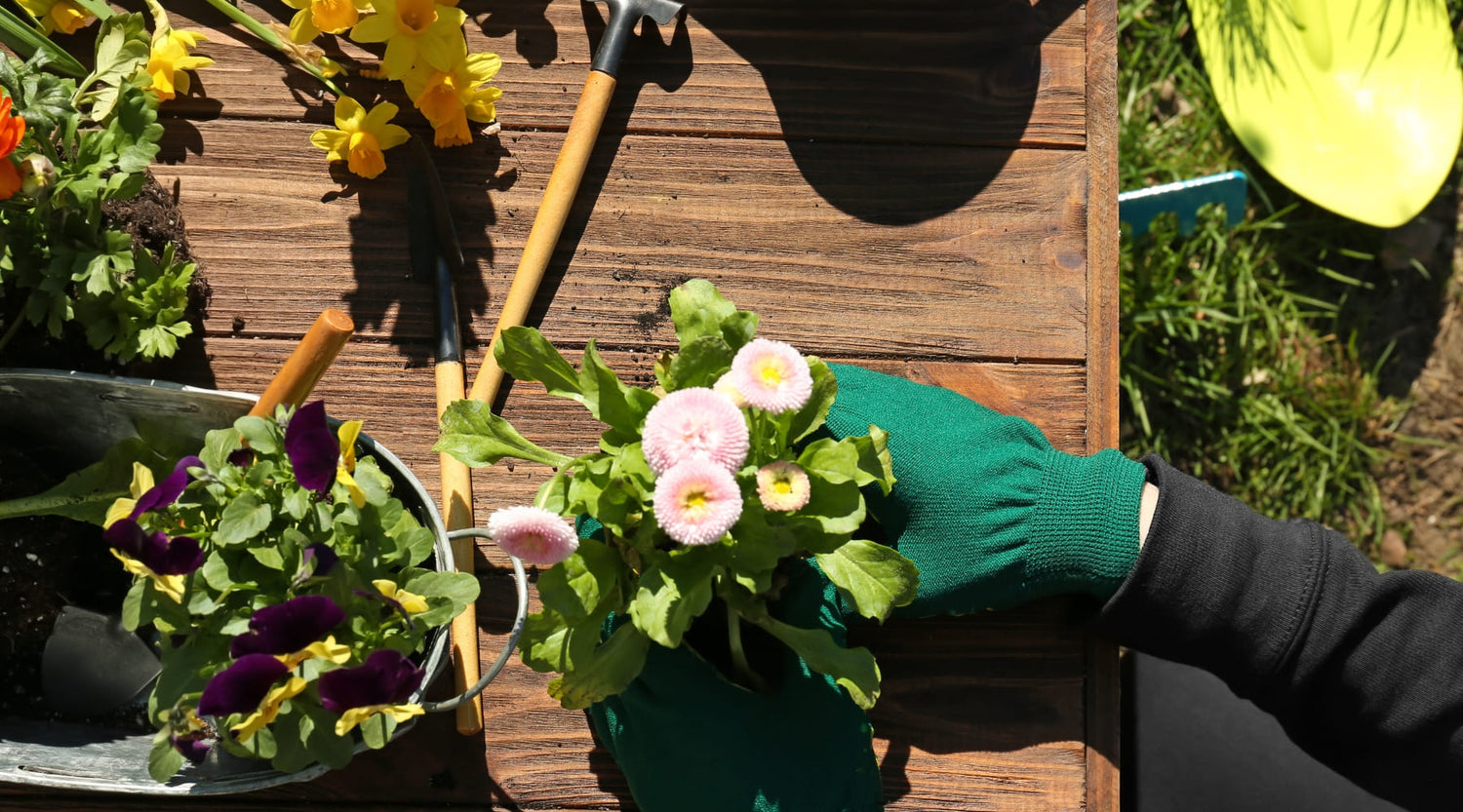 Las plantas más populares para decorar tu hogar en primavera