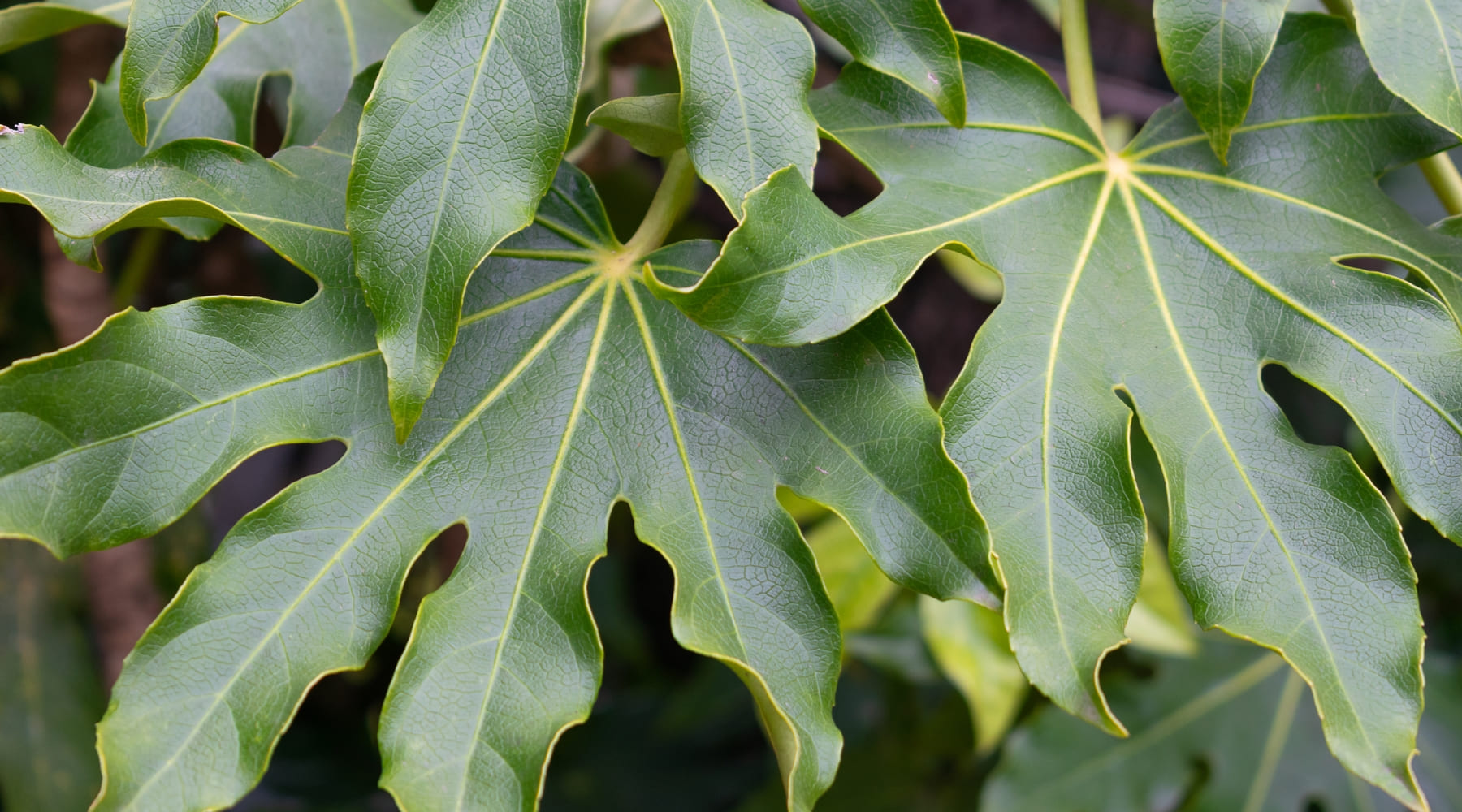 Cuidados de la Aralia