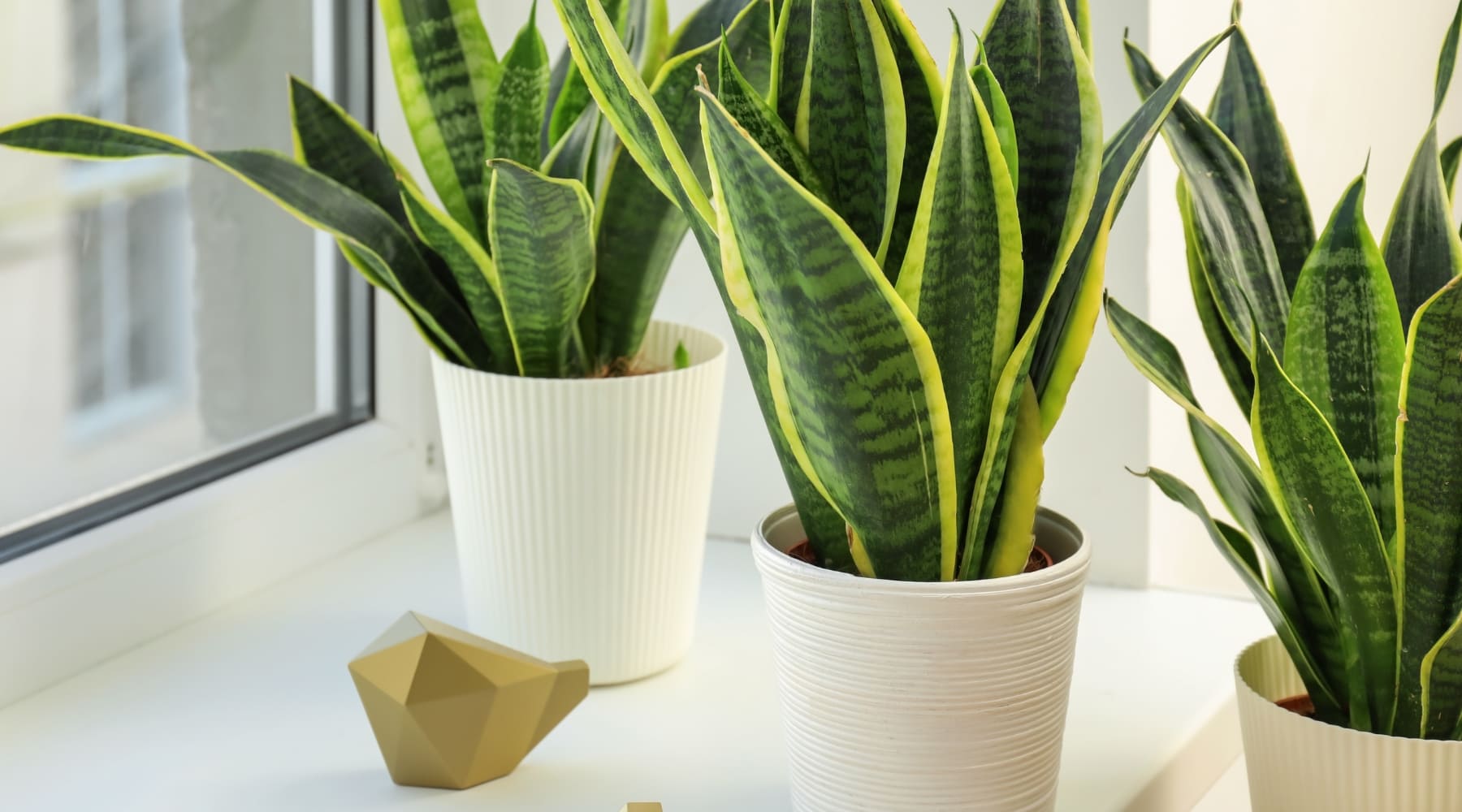 Cuidados de la planta de la Serpriente