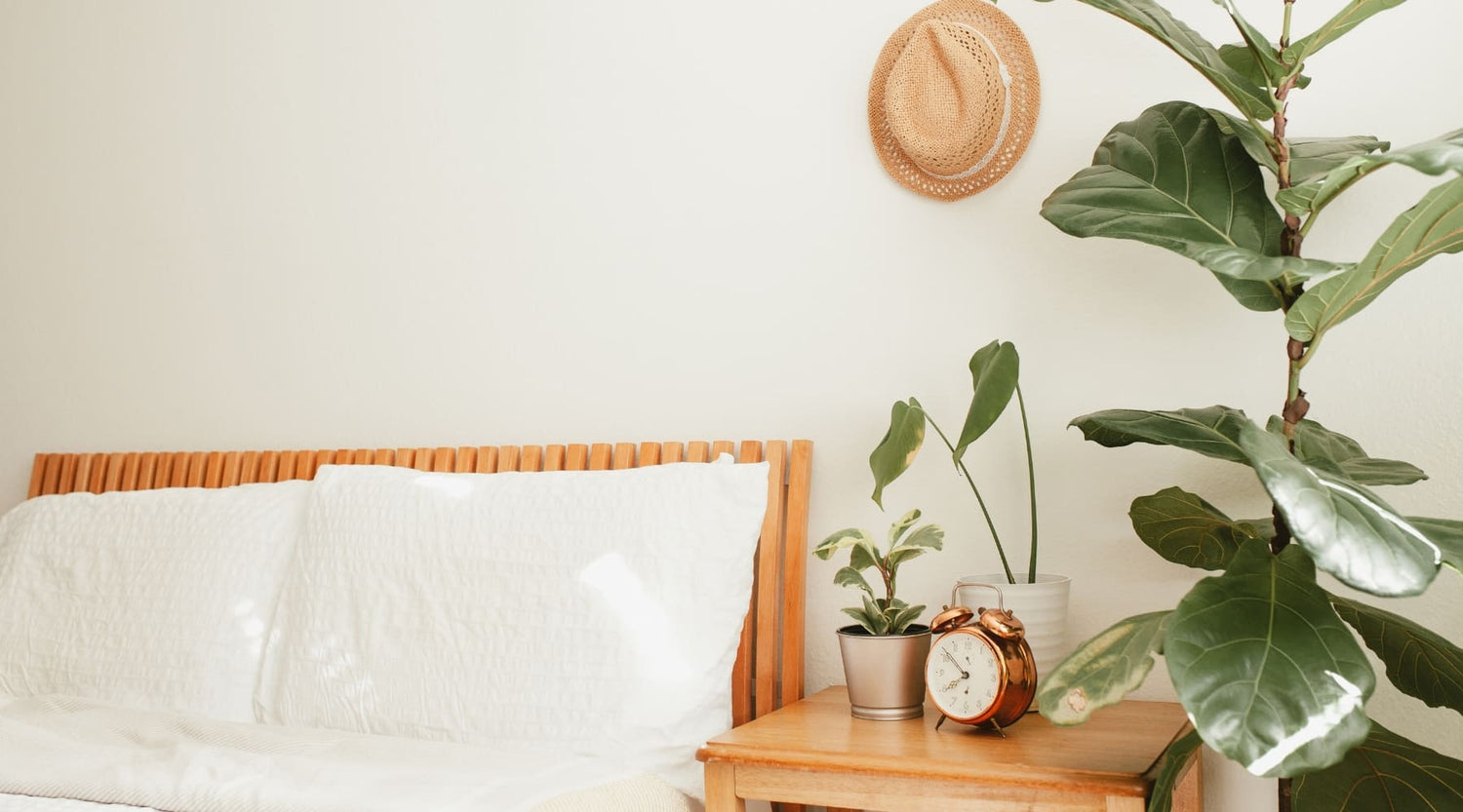 Top plantas exóticas y fáciles de cuidar para decorar tu hogar