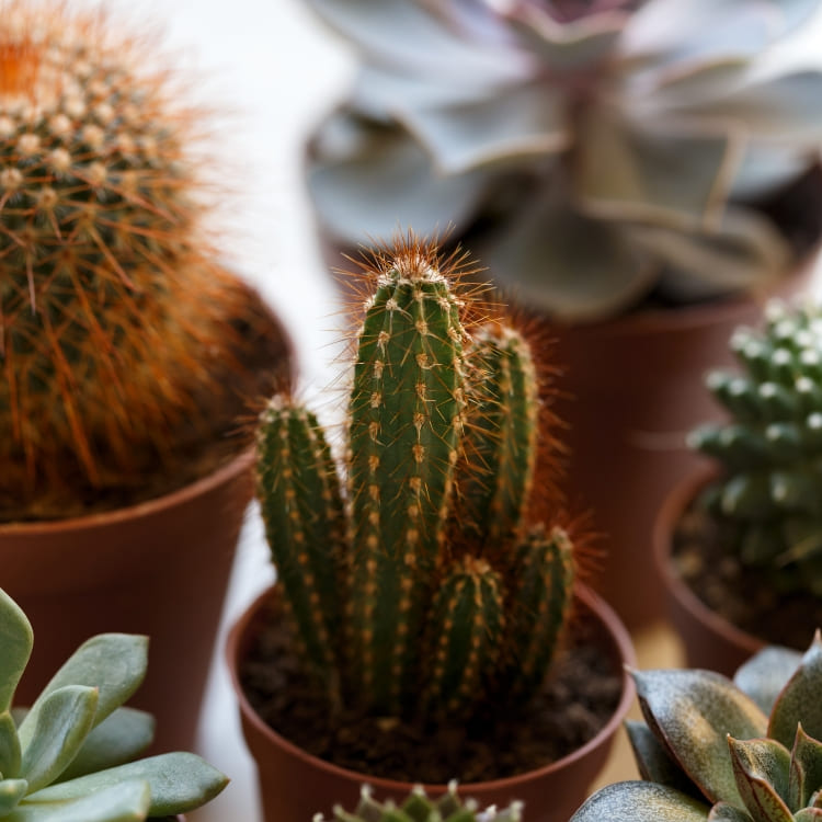 pine cone cactus Tephrocatus Articulatus 