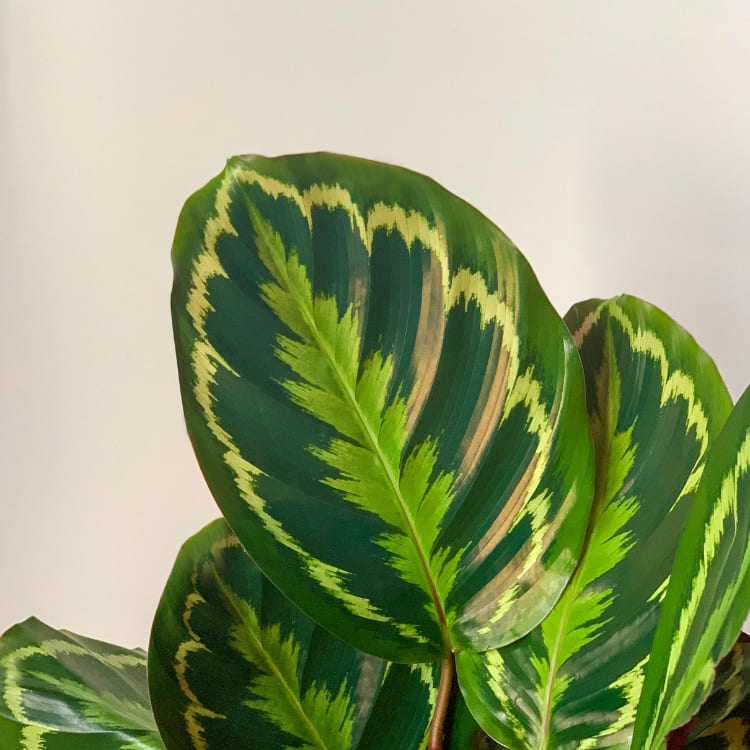 Comprar Calatheas Online con Envío a Domicilio