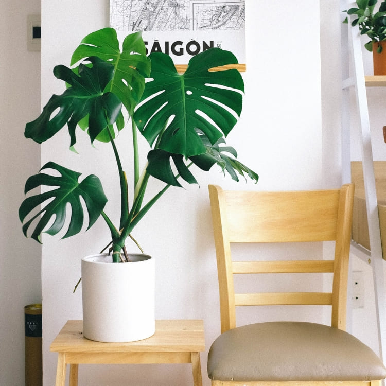 Comprar Monstera Online