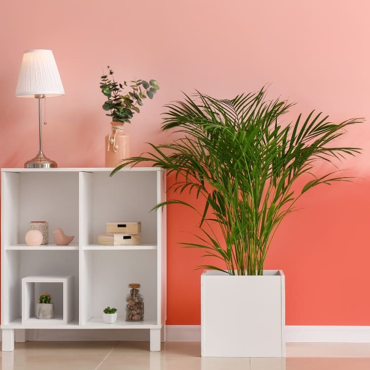 Comprar Palmeras online
