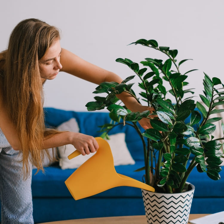 Comprar Plantas Fáciles de Cuidar