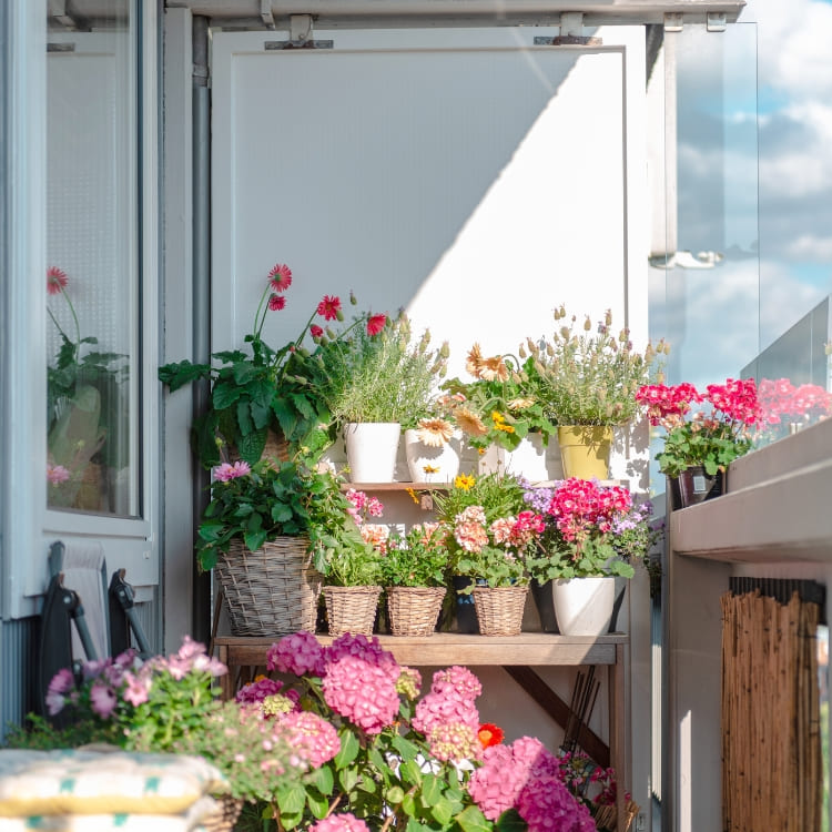 Comprar Plantas de Exterior Resistentes al Sol