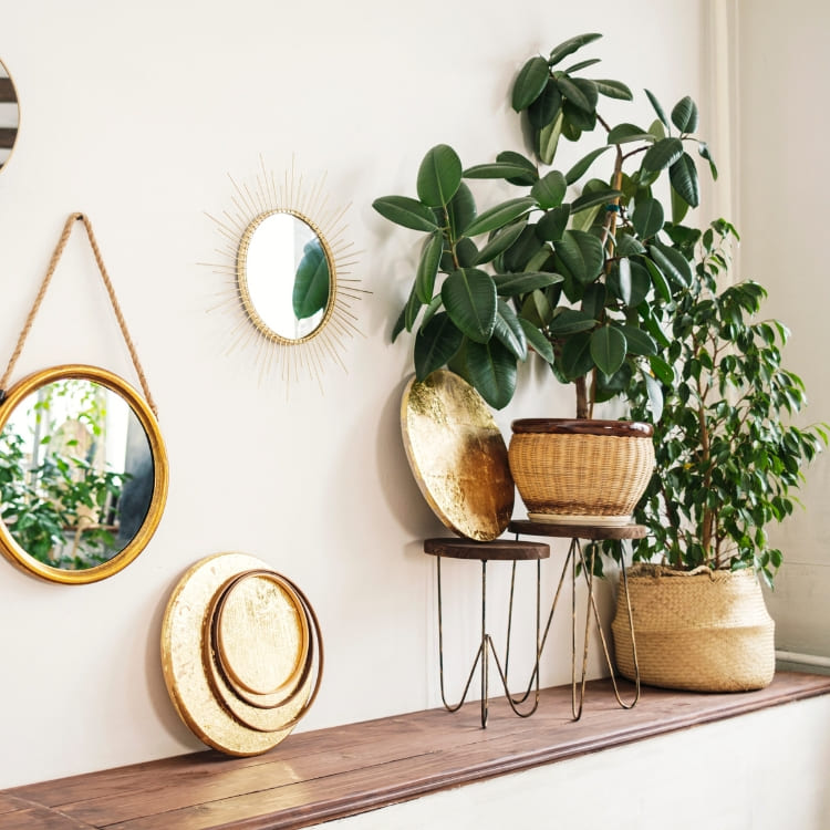 Comprar Plantas de Ficus