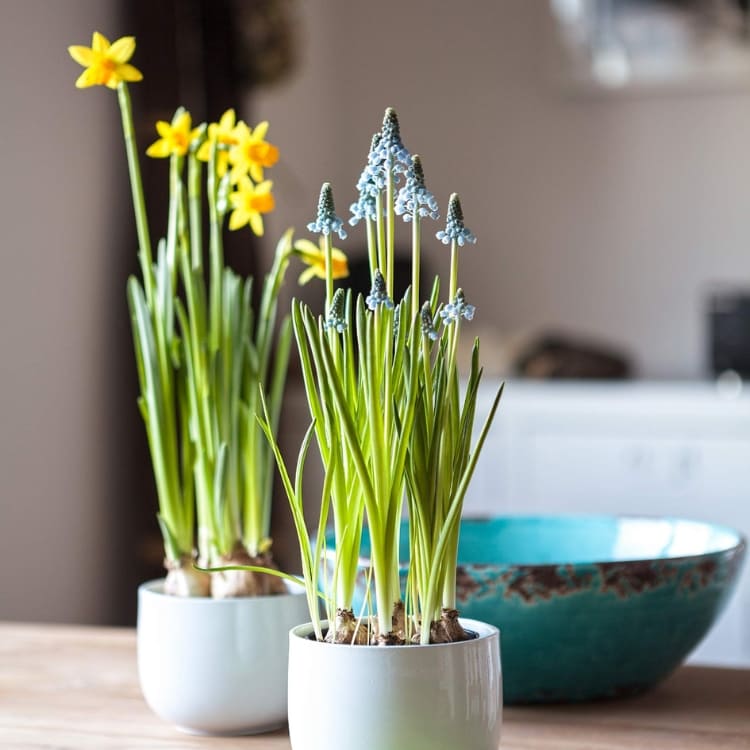 Comprar Plantas de Interior con Flor