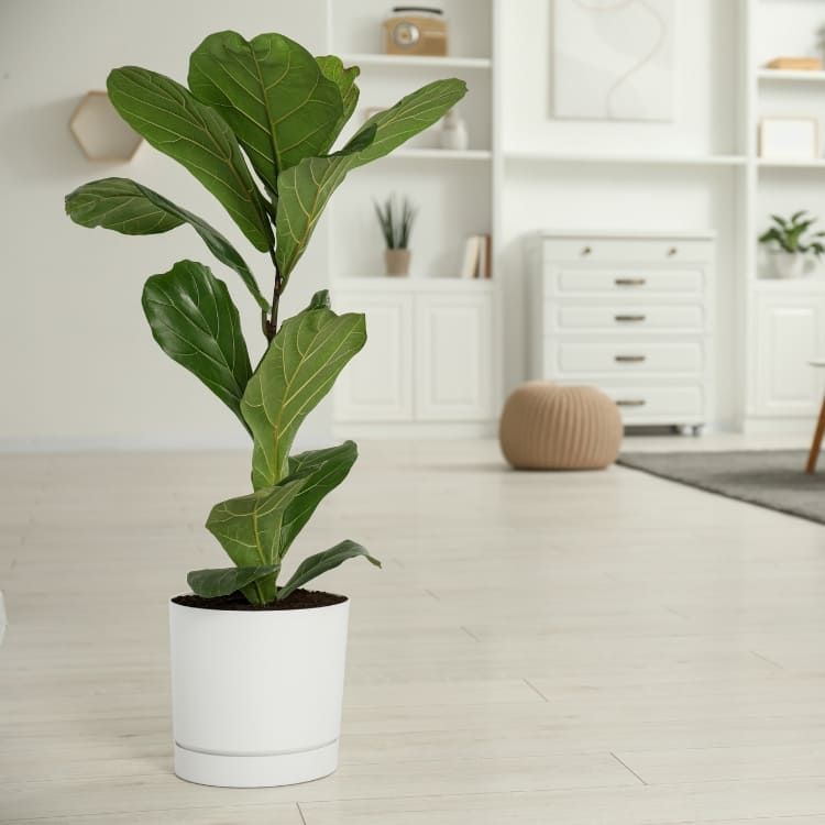 Comprar Plantas de Interior con Hojas Grandes