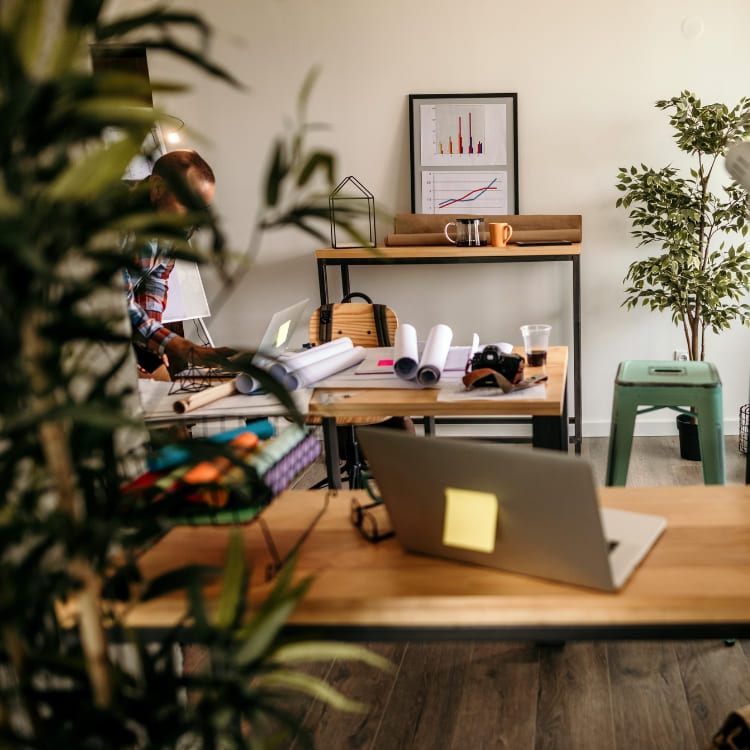 Comprar Plantas de Oficina de Poca Luz online