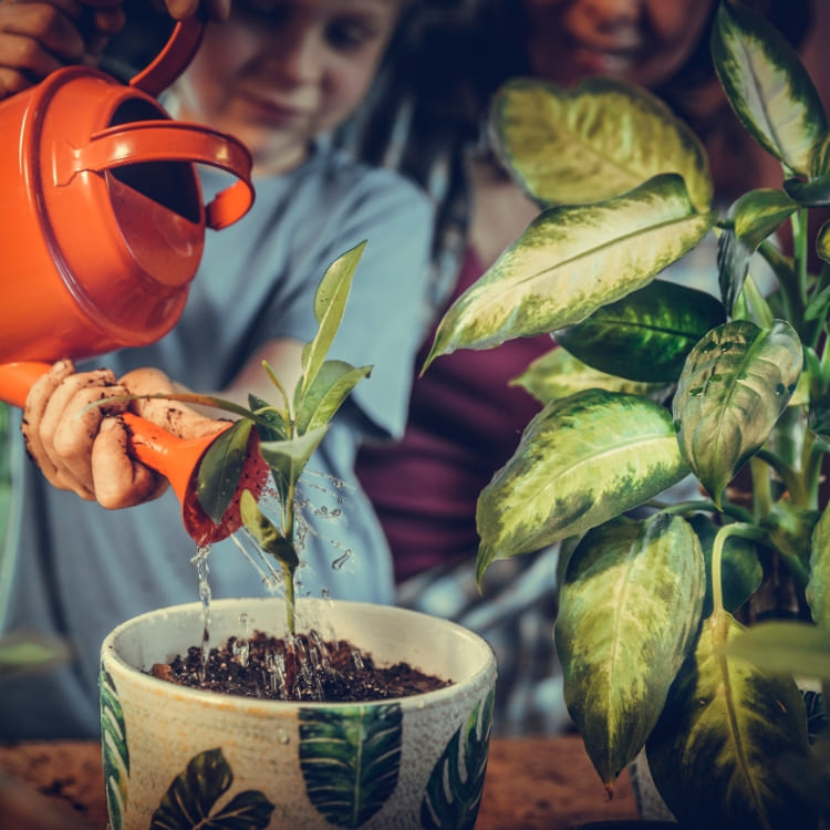 Comprar Plantas para Principiantes