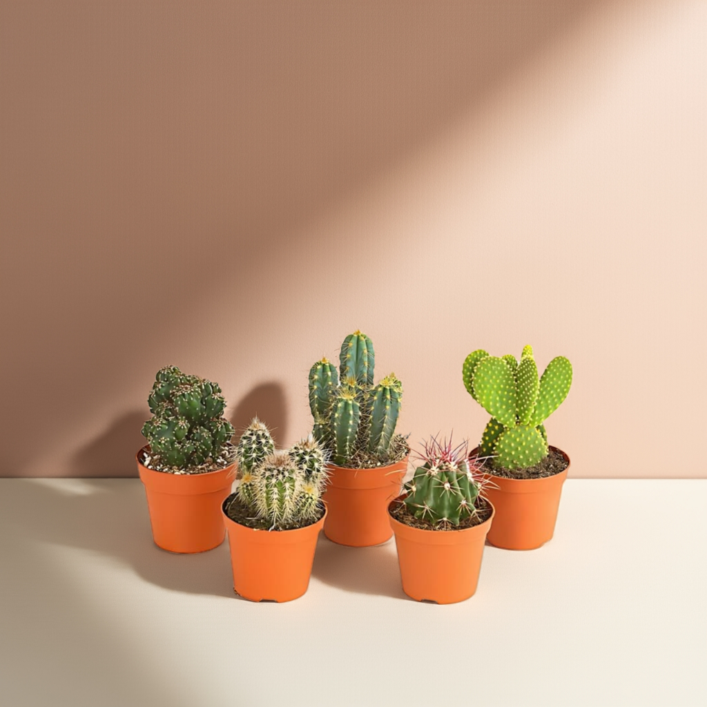 Cactus – Set
