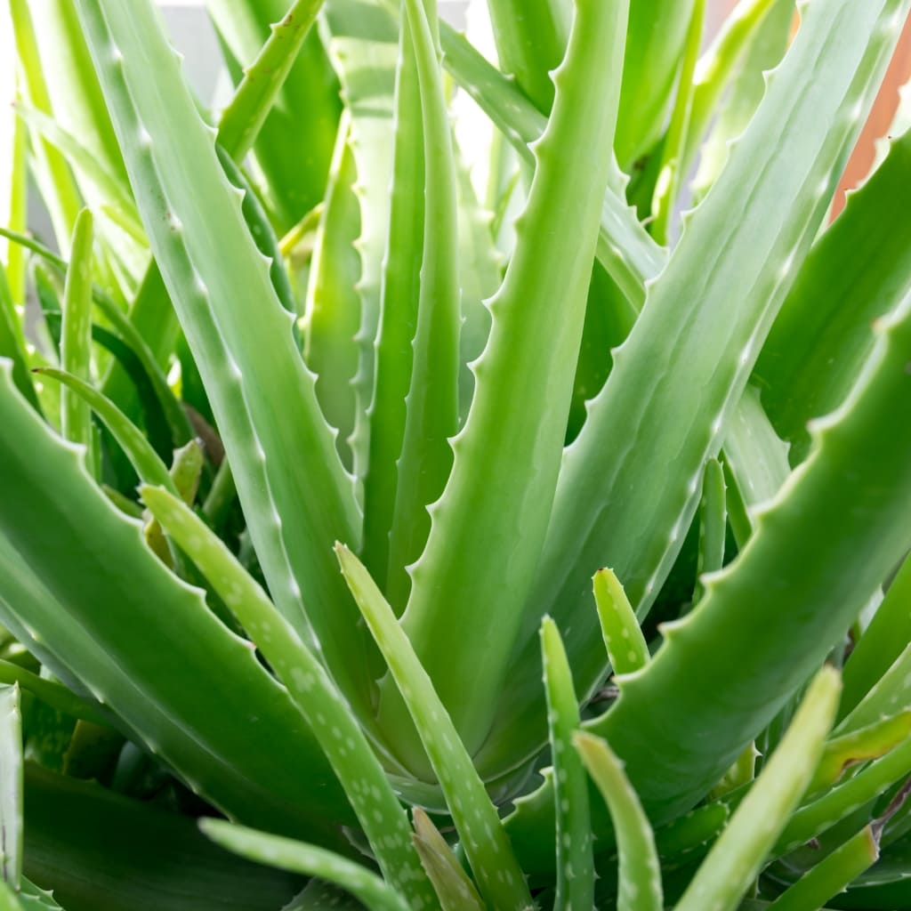 Aloe Vera comprar a domicilio