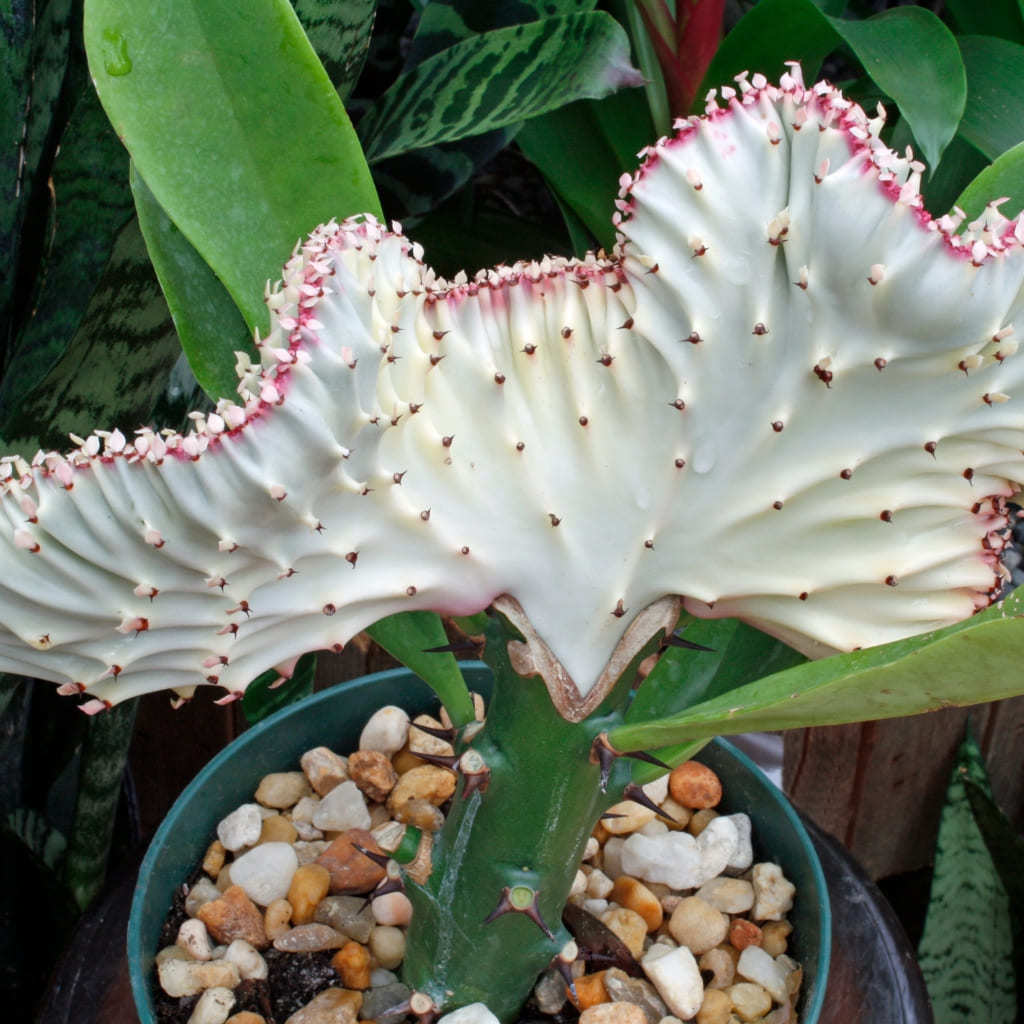 Cactus Coral comprar online