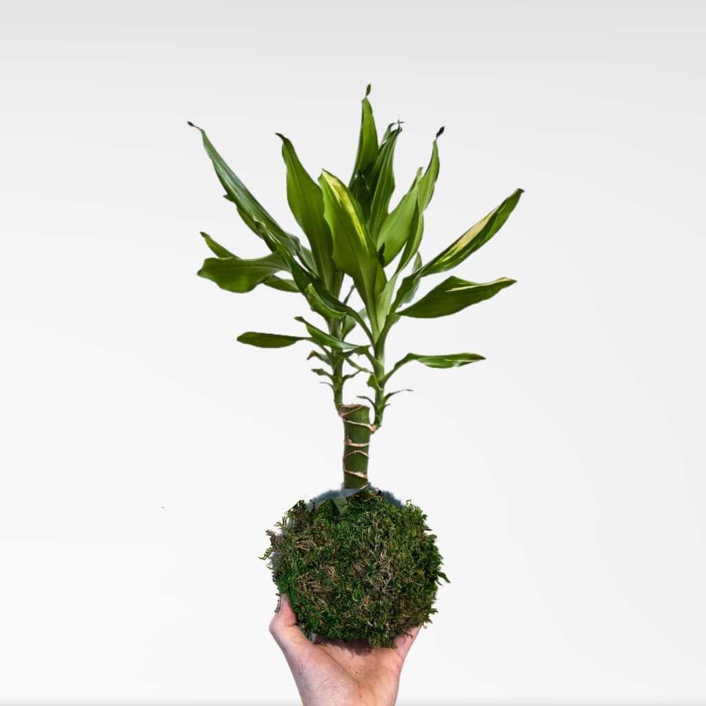Comprar Kokedama Dracaena "Gold Coast"