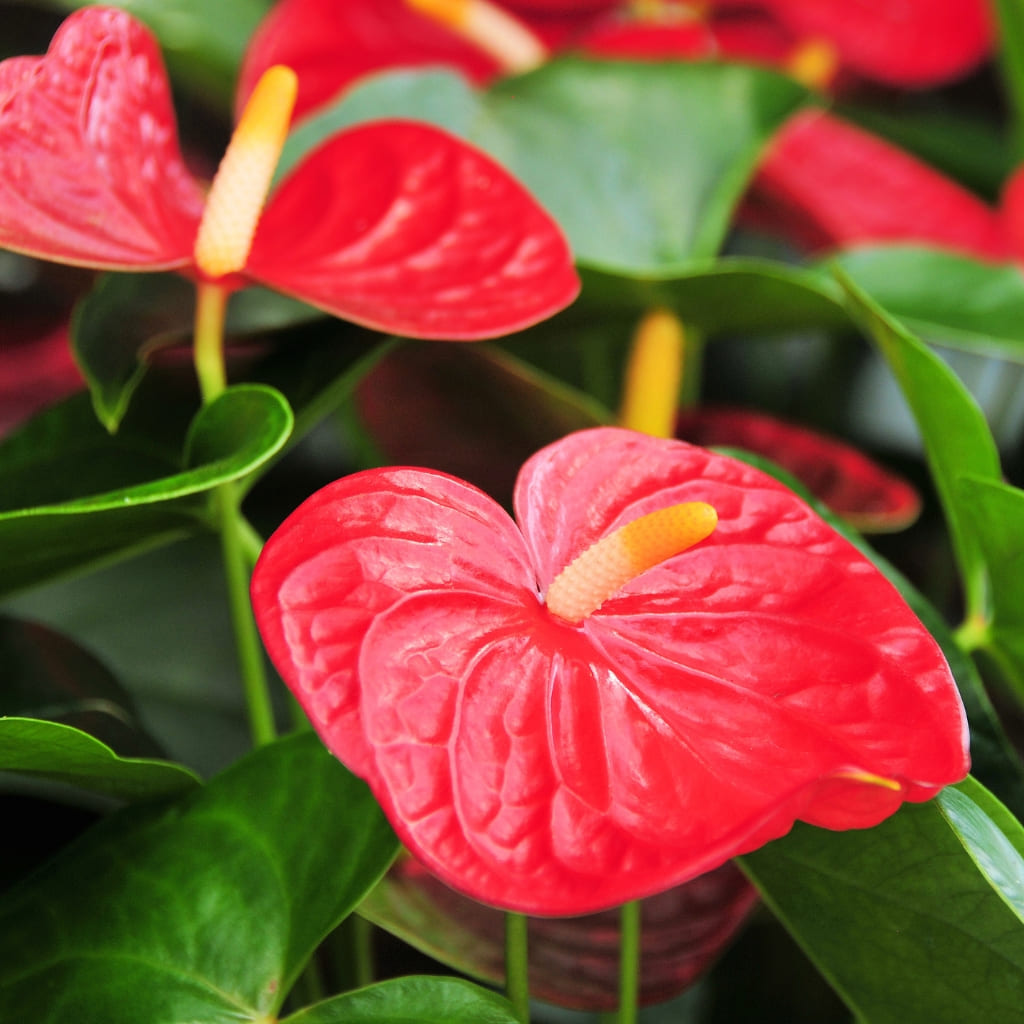 Kokedama Anthurium Rojo