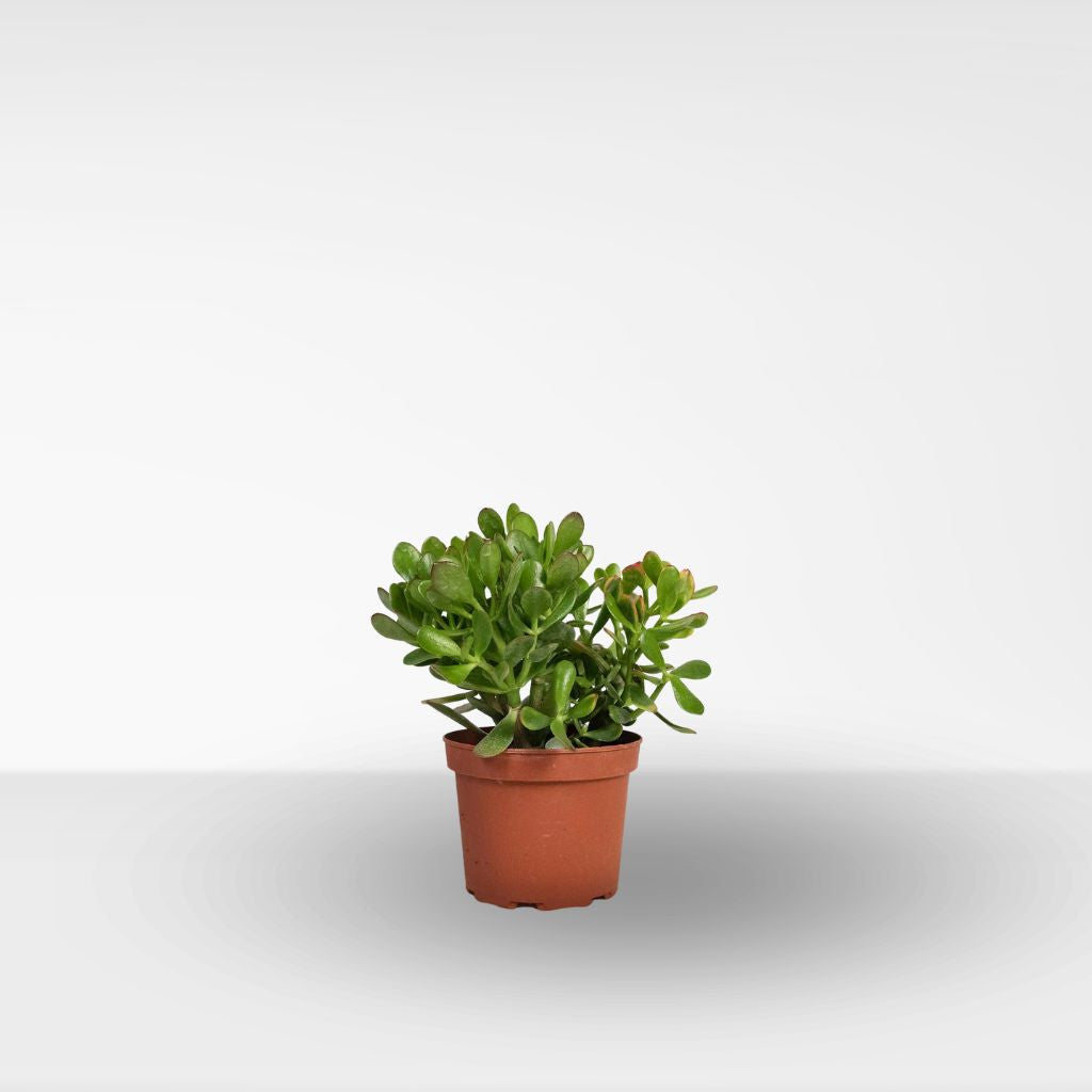 Comprar Arbol de Jade pequeño