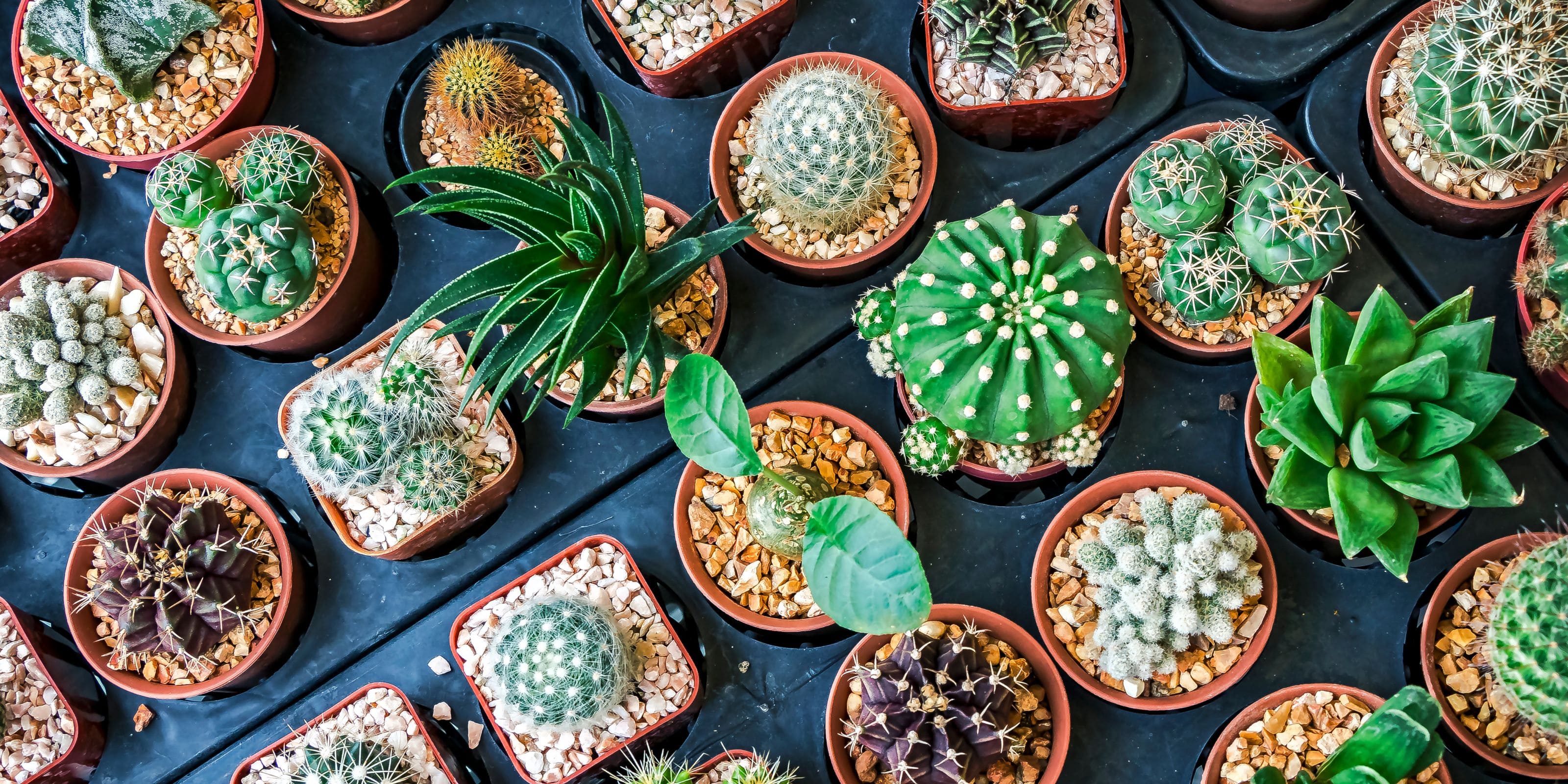 Comprar cactus grandes online