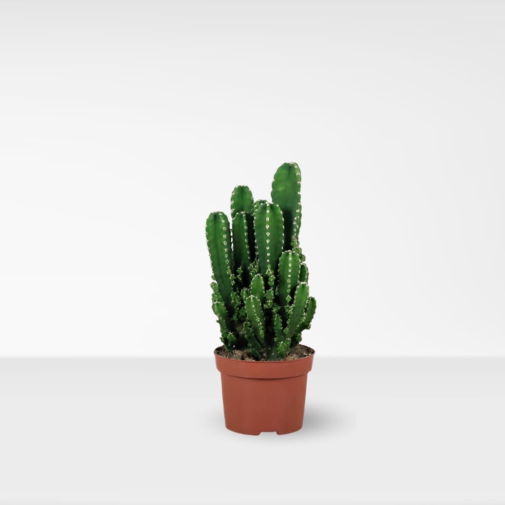 Comprar Cactus de Ordenador online a domicilio