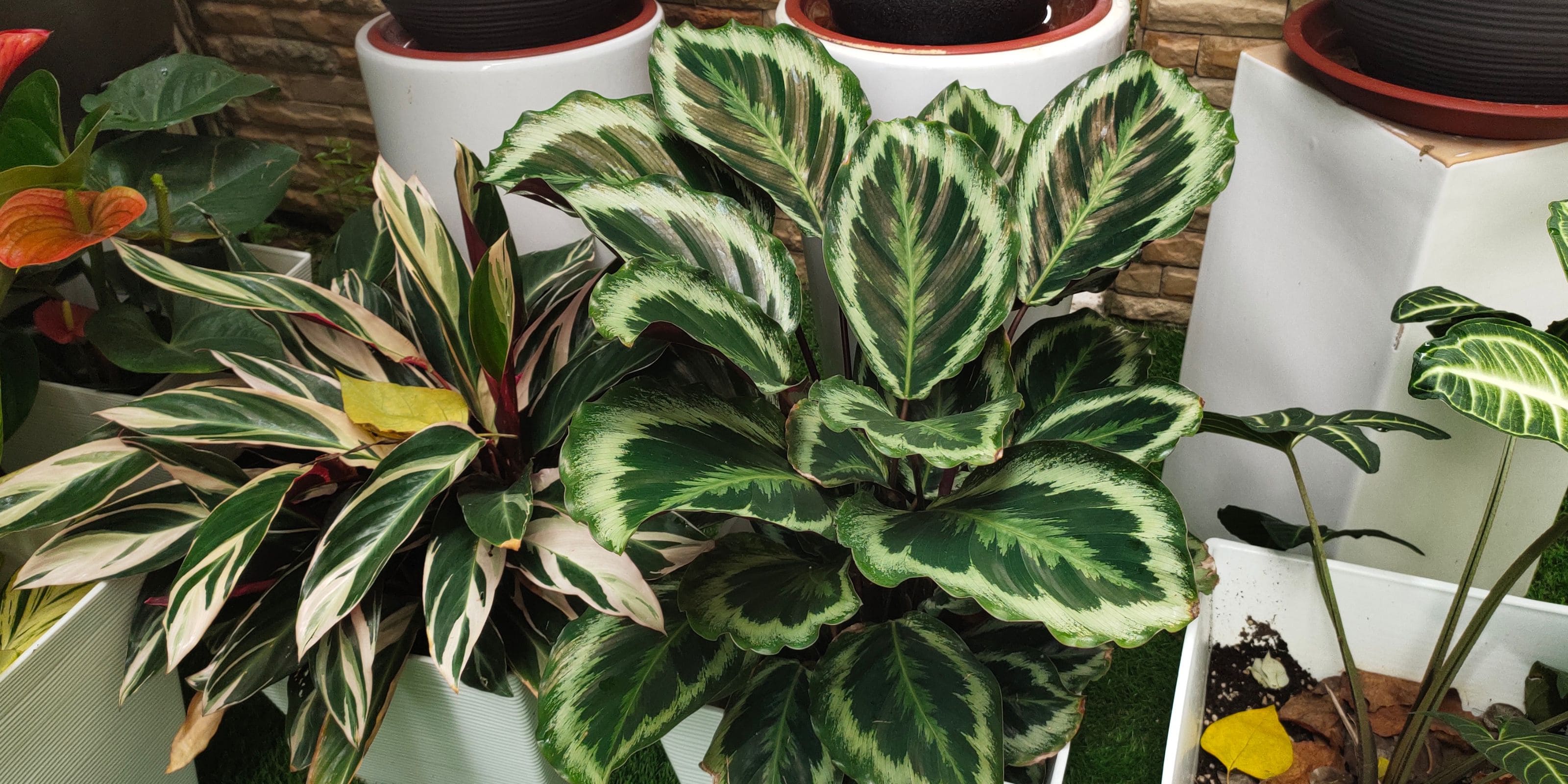 Comprar Calatheas de calidad online